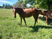 Cavalla trotter del 2023