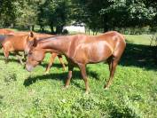 Cavalla trotter del 2023