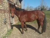 Hongre 8 ans en 2026