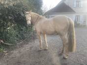 Cheval Palomino Type Espagnol
