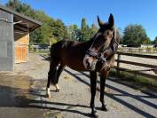 &Agrave; vendre hongre 11ans exp&eacute;rience Amateur 1