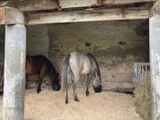 Pension accompagnement du bin&ocirc;me humain/cheval