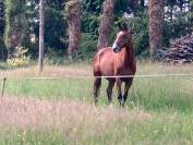 Jument pour loisirs ou pouliniere