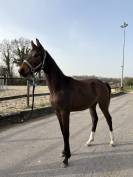 Pouliche de sport