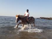 Cheval de trait (hongre)