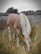 Cheval de trait (hongre)