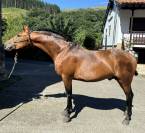 Caballo tres sangres