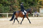 Poney de sport 