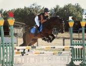 Poney de sport 