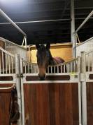 Jeune jument &agrave; vendre