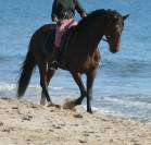 Adorable jeune jument PRE