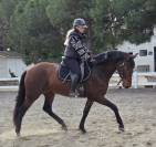 Adorable jeune jument PRE