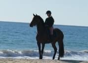 Adorable jeune jument PRE