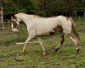 Jument loisir ou club