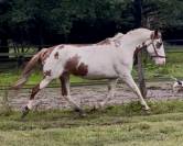 Jument loisir ou club