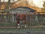 Superbe poulain BWP de dressage