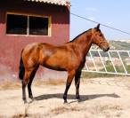 POTRA CASTA&Ntilde;A DE CATEGOR&Iacute;A