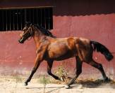 POTRA CASTA&Ntilde;A DE CATEGOR&Iacute;A