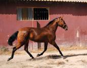 POTRA CASTA&Ntilde;A DE CATEGOR&Iacute;A