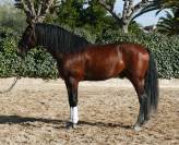 PRE grande taille-Dressage