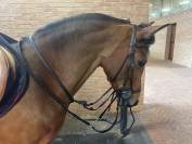 Top pony da salto 1.10m