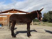 Magnificent future Catalan donkey stallion  