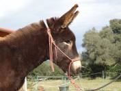 Magnificent future Catalan donkey stallion  