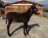 Magnificent future Catalan donkey stallion  