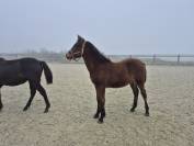 Ruin Welsh Partbred Te koop 2025 Donker bruin / bai