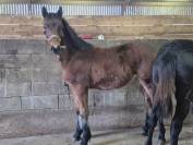 Ruin Welsh Partbred Te koop 2025 Donker bruin / bai