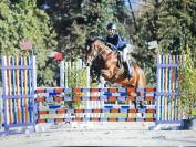 Ruin Welsh Partbred Te koop 2025 Donker bruin / bai