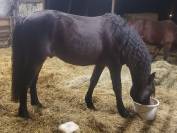 Ruin Welsh Partbred Te koop 2025 Donker bruin / bai