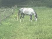 Lusitanien hongre  de 8 ans pp