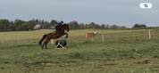 Poney de Sport Etalon