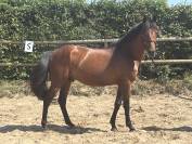 Poney de Sport Etalon