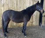 Poulini&egrave;re KWPN Pleine