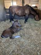 Poulini&egrave;re 2007 SFO pleine