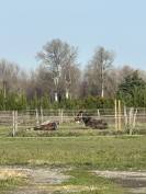 Domaine &Eacute;questre des Pentes