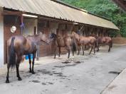 Palefrenier ind&eacute;pendant 