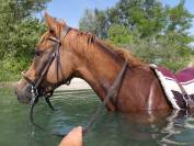 Palefrenier ind&eacute;pendant 