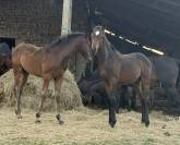 Poulain male - selle fran&ccedil;ais - bai