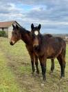 Poulain male - selle fran&ccedil;ais - bai