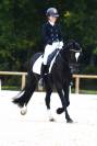 Welsh Cob D