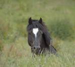 Welsh Cob D