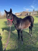 pouliche  PP demi sang arabe