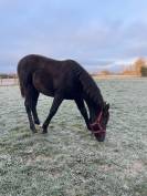 pouliche  PP demi sang arabe