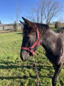 pouliche  PP demi sang arabe