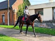 Magnifique Trotteur de 6 ans