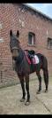 Superbe Trotteur Hongre de 6 ans