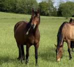 Pouliche - selle fran&ccedil;ais - bai